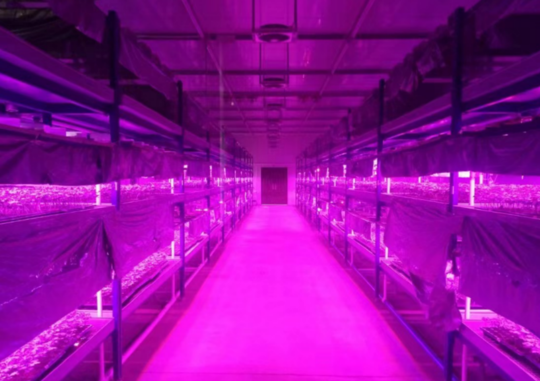 LED-kasvivalaistuksen käyttötarkoitukset