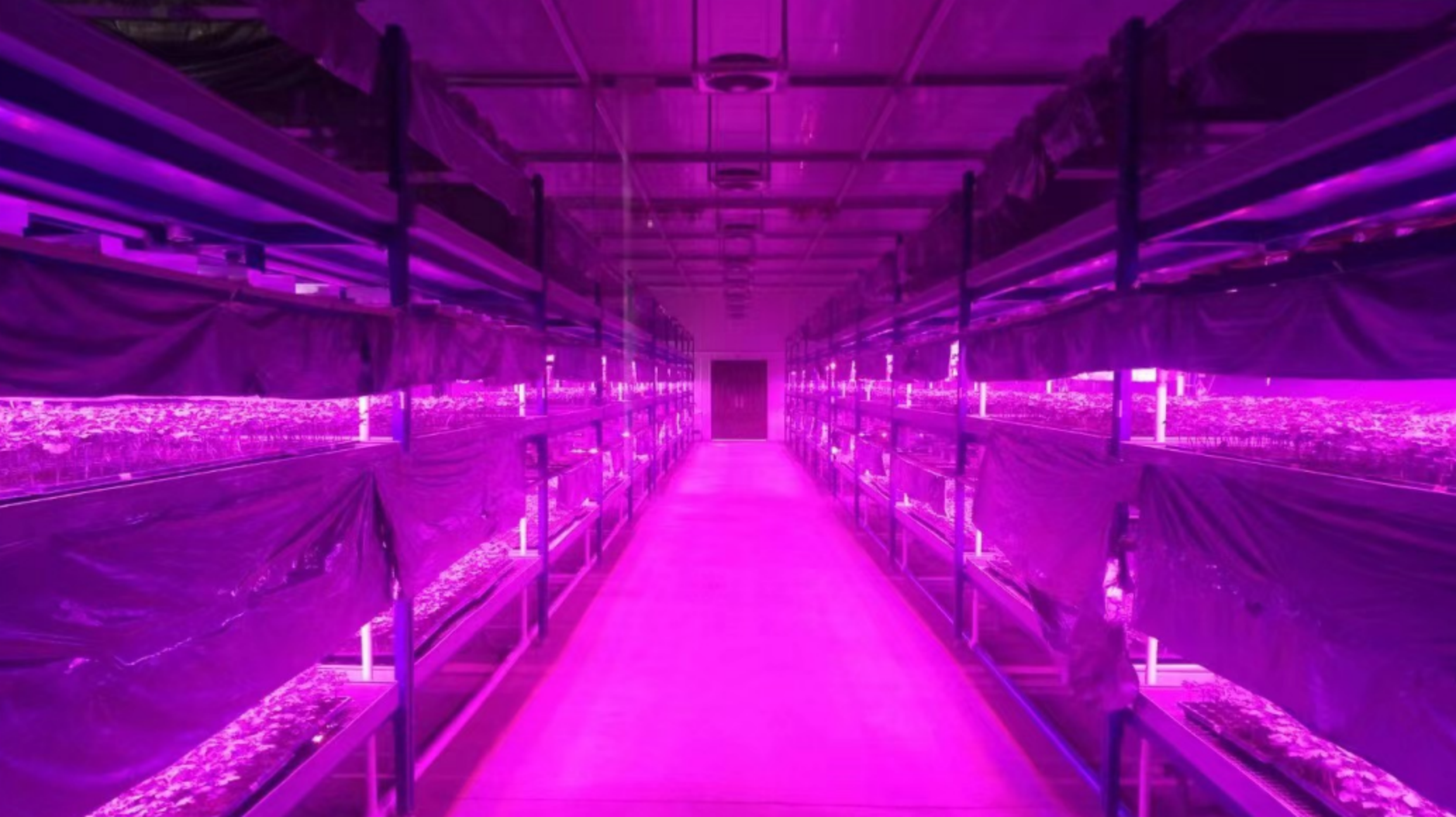 LED-kasvivalaistuksen periaatteet ja ominaisuudet