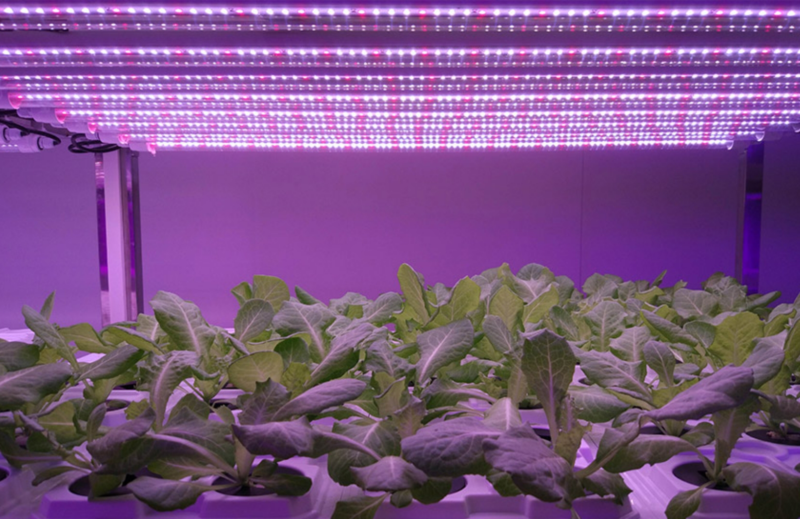 LED -kasvivalaistuksen levitys Kiinassa